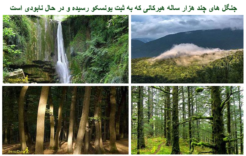 چرا جنگل های سلامت و زیبای  هزاران ساله سرزمین مان که در میراث جهانی به ثبت رسیده می سوزد