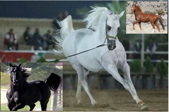 اسب های نجیب آریایی – جواد مفرد کهلان